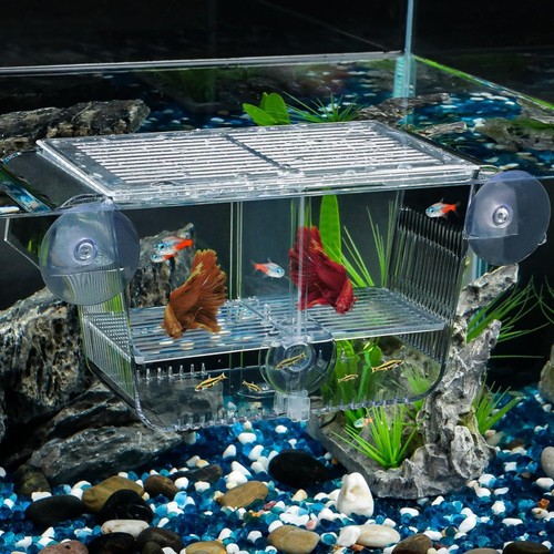 Aquarium fischbrutkasten - aquarium,