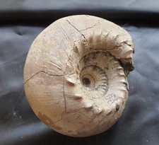 Traum Cadoceras elatmae -