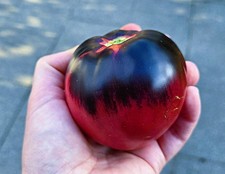 Tomatensamen - Sergeant - SGT. PEPPER'S - Ochsenherz - 10 Samen aus 2025