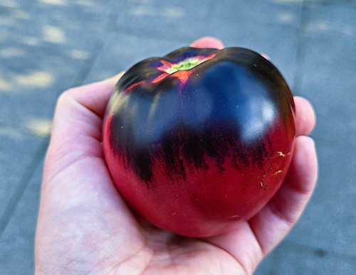 Tomatensamen sergeant sgt - -,