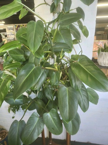 Emerald green philodendron - emerald,
