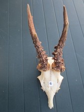 Trophäe Rehgehörn Rehbock Geweih Nr. 6  siehe Fotos