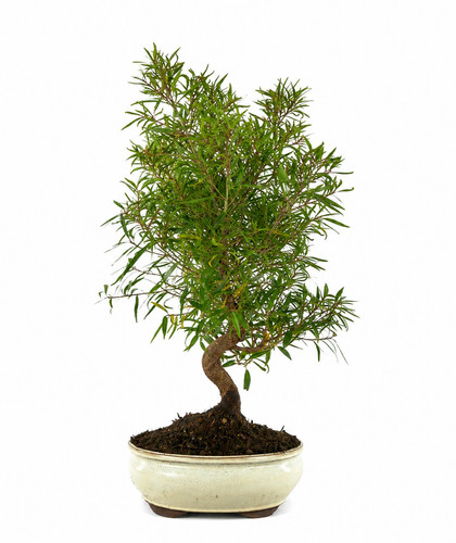 Ficus neriifolia bonsai - ficus,