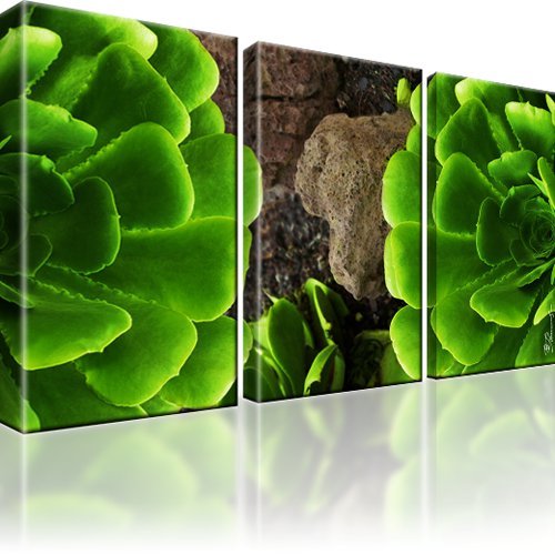 Natur grün pflanze - natur, bild