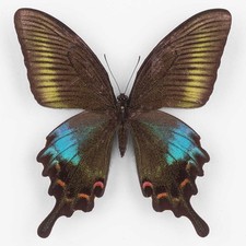 Papilio Bianor Kotoensis ♀