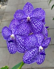 Vanda Perfect Blue Hybride NEW kräftige Pflanze Orchidee Orchideen