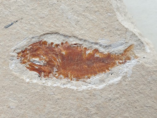 Hemisaurida fisch - fisch,