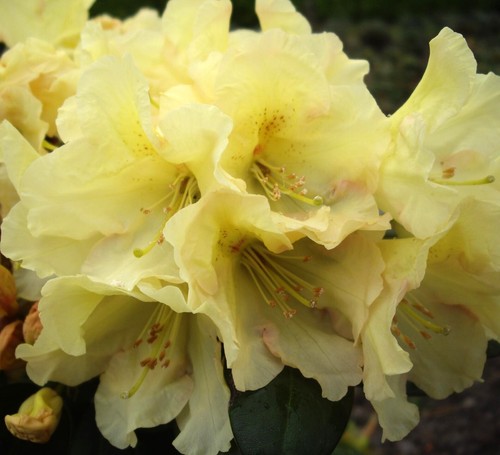 Rhododendron hybride - , "