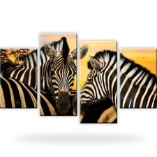 Zebra tiere afrika - tiere,