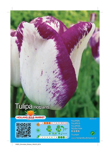 Tulpen - (◕‿◕)\@,