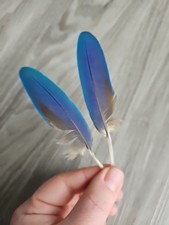 2 x blaue Federn 💙💛