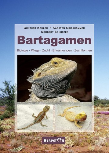 Gunther köhler bartagamen - gunther,