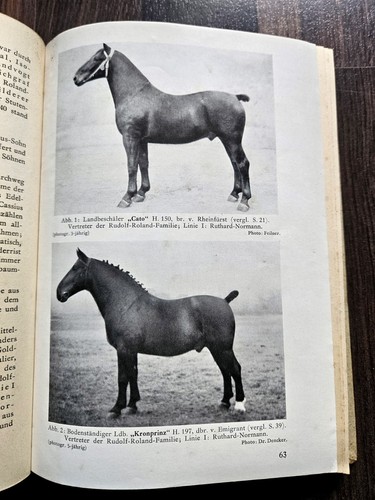 1941 hengstbuch hessen nassau - 1941,