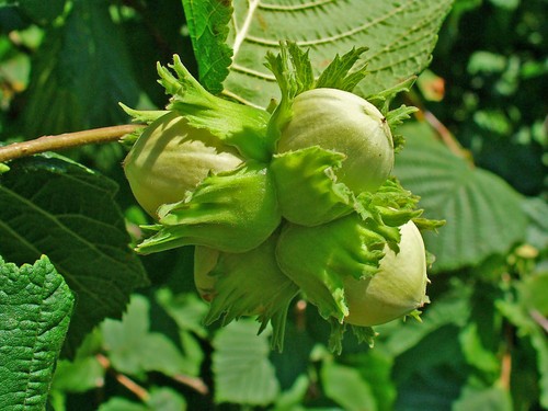 Gemeine hasel corylus avellana - gemeine,