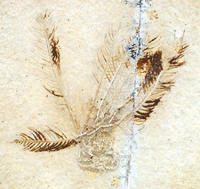 Malm  Comaturella pennata