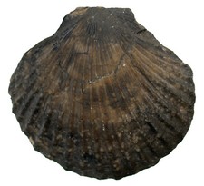 Lias pseudopecten equivalvis - pseudopecten,