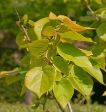 Kanadischer Judasbaum The