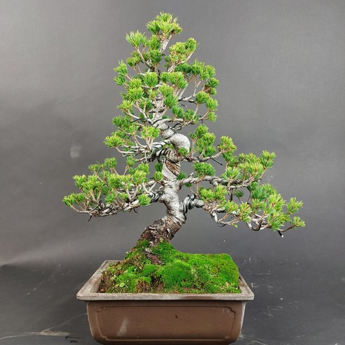 Bonsai mädchenkiefer pinus - bonsai,