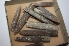 Belemniten Kreide Höver (ES