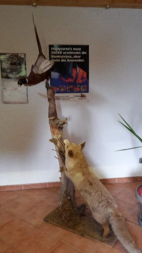 Fuchs präparat auf baumstamm - fuchs,
