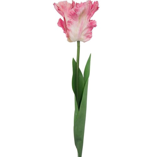 Tulpe rosa papagei sorte - tulpe,