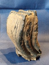 Waldelefant Palaeoloxodon antiquus Zahn