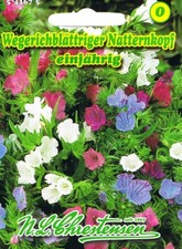 Wegerichblättriger
