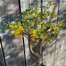 Bonsai Weißdorn Rohling/Prebonsai/Abmoosung
