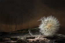 VINYL Fototapete XXL TAPETE