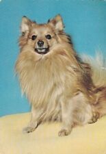 POMERANIAN  SPITZ       Postkarte    * Postcard   # 40