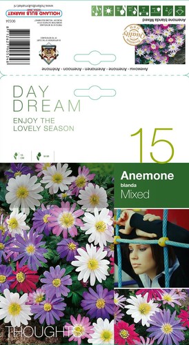Anemone blanda - @,