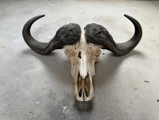 Afrikanischer Büffel Kopf