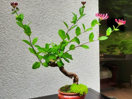 Bonsai duftgeissblatt einer - in,