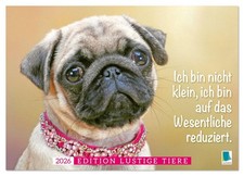 Der Mops: Nicht klein, sondern