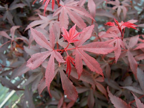 Acer palmatum skeeters - acer,