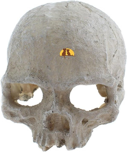 Reptilien versteck für - reptilien-versteck,