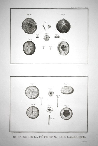 1797 north america sea urchin - america,