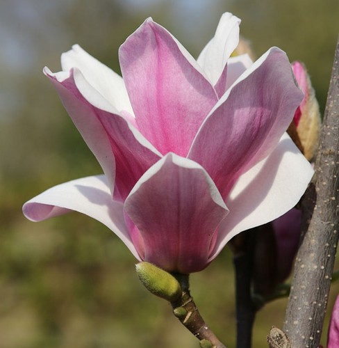 Großblütige säulen magnolie - säulen,