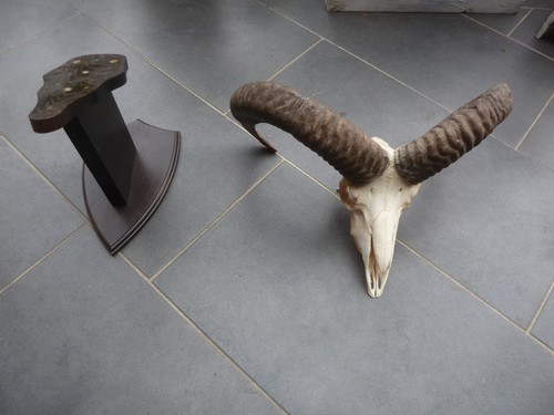 Mufflon widder geweih - mufflon,
