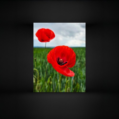 Mohnblumen foto x 20cm - mohnblumen,