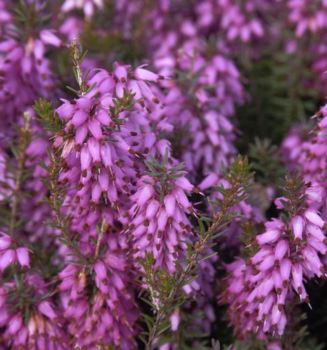 10x winterheide rosalie - rosalie,