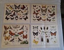 Chromolithographie / Druck Schmetterlinge Brockhaus Komversation 14. Auflage