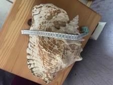 große Meereschnecke Strombus gigas Linné