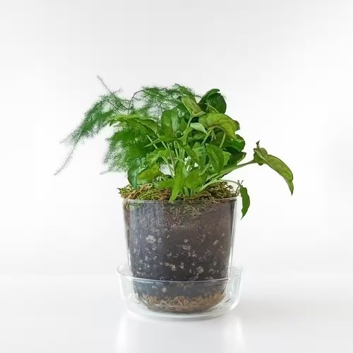 Terrarium garden kit with - terrarium,