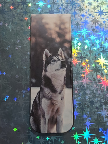 Siberian husky - siberian, --