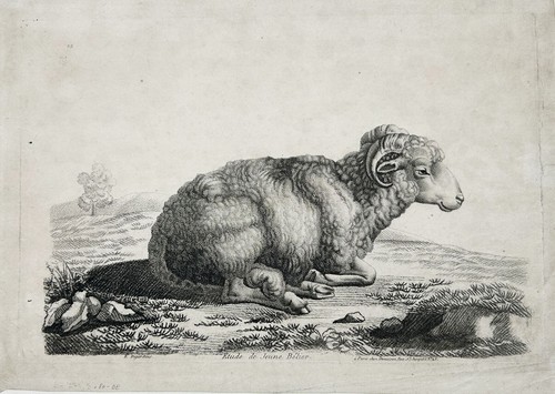 Schaf sheep schafzucht - schaf,