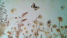 Natur hinter Glas | Gerahmte Schmetterlinge und Pflanzen | 1950er Jahre