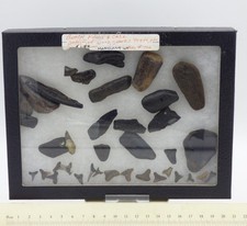 Konvolut Miozän Fossil