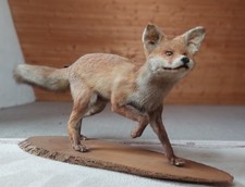 Schöner großer fuchs - schöner,