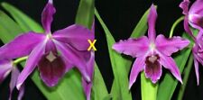Taiwan Orchidee Cattleya Ca.  purpurata sanguinea x sib (CH 11 x CH12)